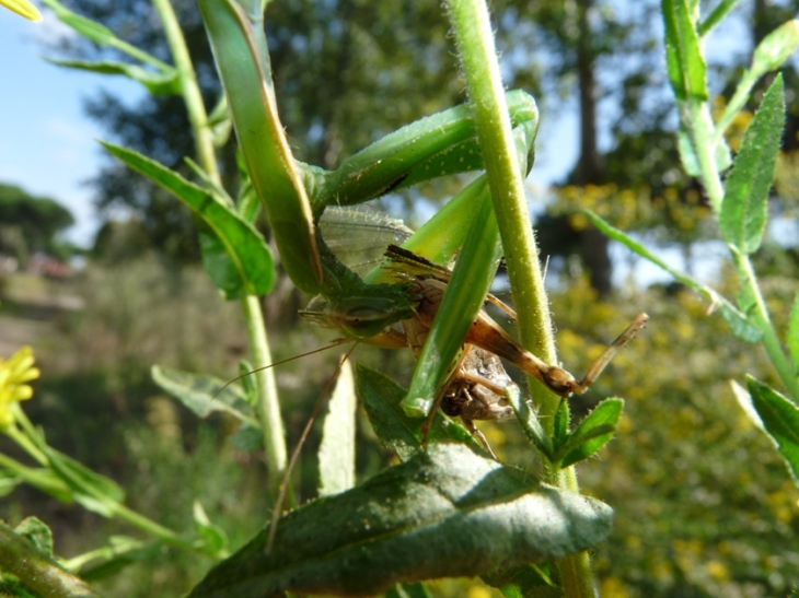 mantide divoratrice...(Mantis religiosa preda cavalletta)